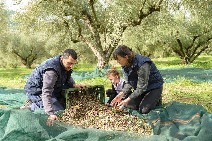 Katakolon Half-Day: Olympia, Olive Mill Tour & Seaside Relaxation