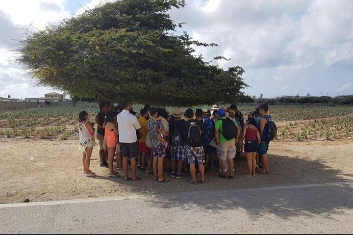 Half-Day Aruba Sightseeing Tour & Beach in an Air-condition Bus
