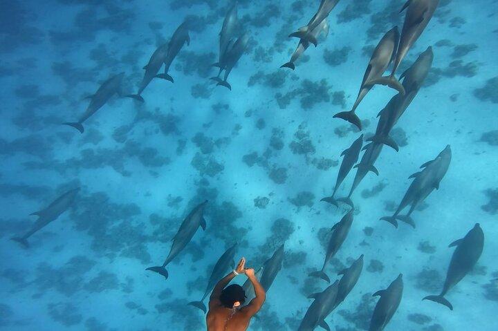 Swim With Dolphins at Dolphin House With Lunch - Hurghada