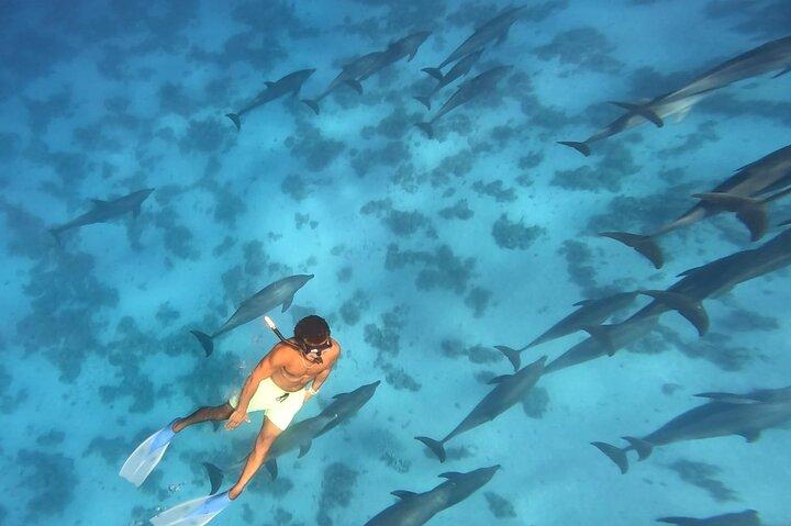 Swim With Dolphins at Dolphin House With Lunch - Hurghada
