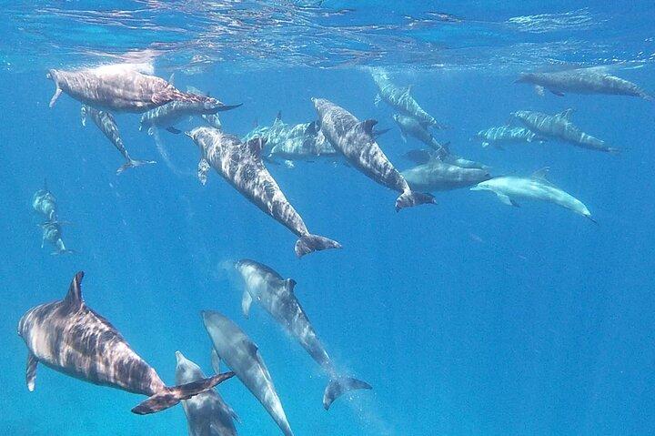 Swim With Dolphins at Dolphin House With Lunch - Hurghada