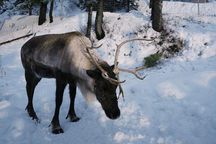 Banff Wildlife Explore and Johnston Canyon Hiking Tour