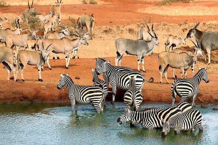 Overnight Maasai Mara Safari Tour from Nairobi