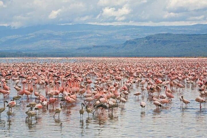 Private Day Tour to Lake Baringo from Nairobi