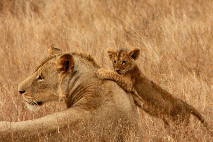 3 day Maasai Mara Small Group Safari in a 4 x4 Land Cruiser Jeep