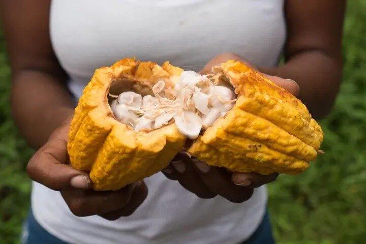 Rainforest Cycling Adventure in St. Lucia
