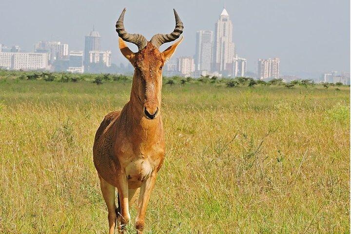 Nairobi National Park Group Joining Daily Tour