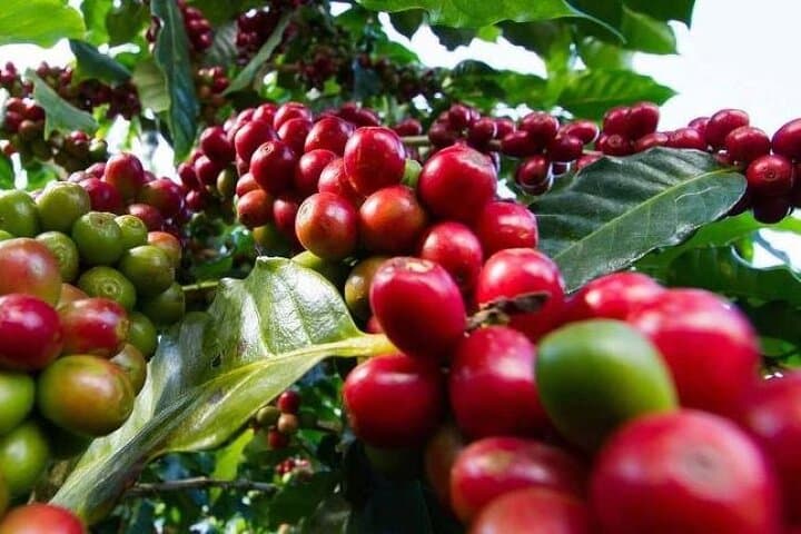 Tour to Fairview Coffee Farm