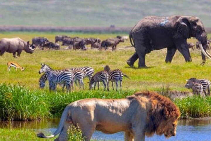 3 Days Masai Mara Wildlife Luxury Jeep Safari