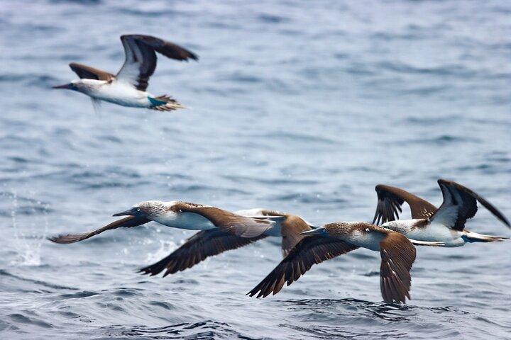 Whales Sea Lions and Snorkeling Experience from Puerto López