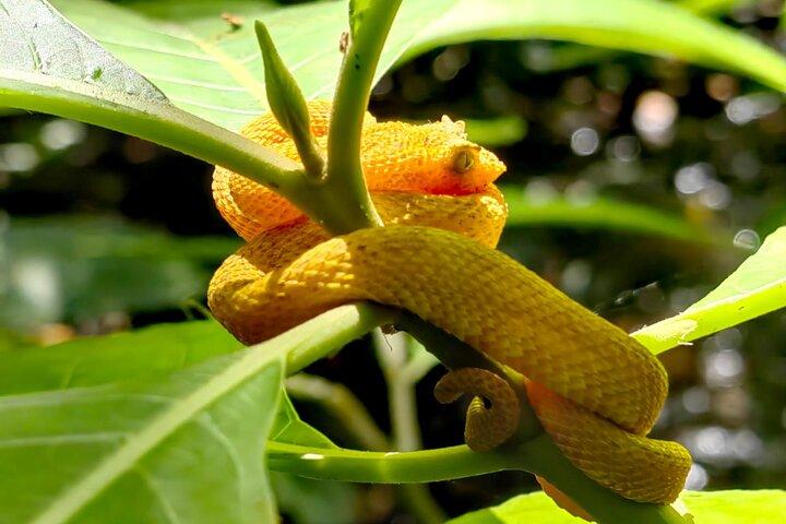 Private Rainforest Tour: Sloths, Hanging Bridges & Coffee