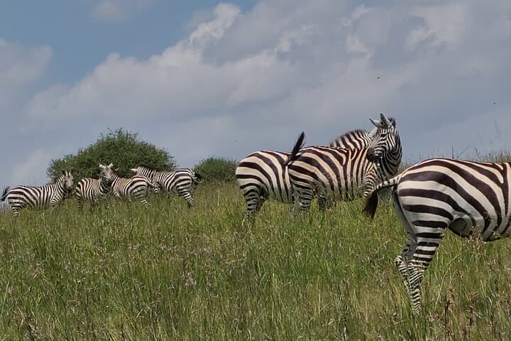 Nairobi National Park Half Day Tour