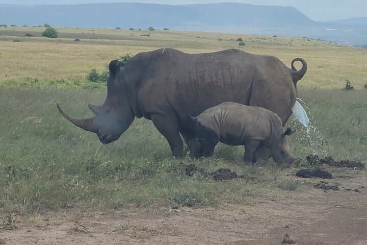 Nairobi National Park Half Day Tour
