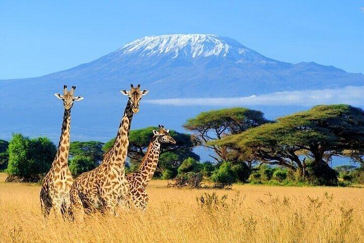 3 Days Group Safari Adventure to Amboseli National Park 4x4 jeep.