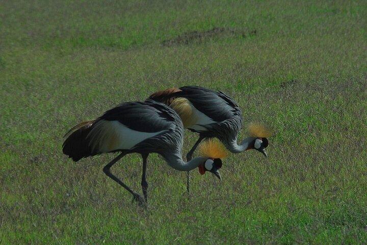 3 Days Group Safari Adventure to Amboseli National Park 4x4 jeep.