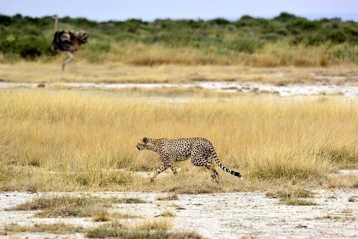 3 Days Group Safari Adventure to Amboseli National Park 4x4 jeep.