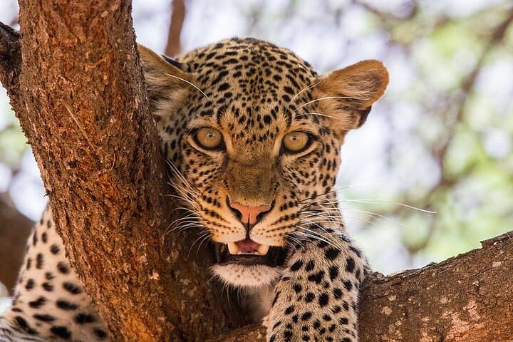 4 Days Wildlife Safari in Amboseli and Tsavo