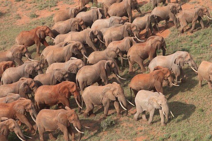 Explore Tsavo East and West in 3 Days Tour