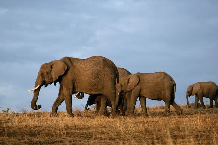 5 Days Kenya Mid Range Safari to Tsavo East ,West and Amboseli