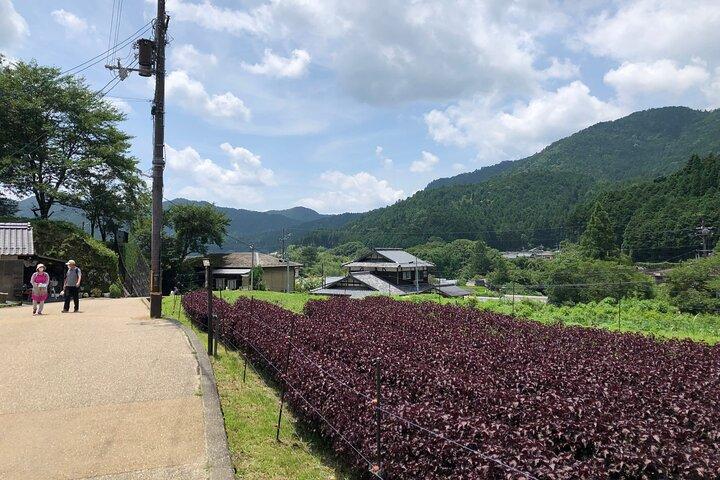 Rural Kyoto One Day Tour of a Tranquil Landscape in Ohara