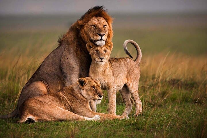 3 Days Masai Mara Budget Camping Safari on 4X4 Land Cruiser