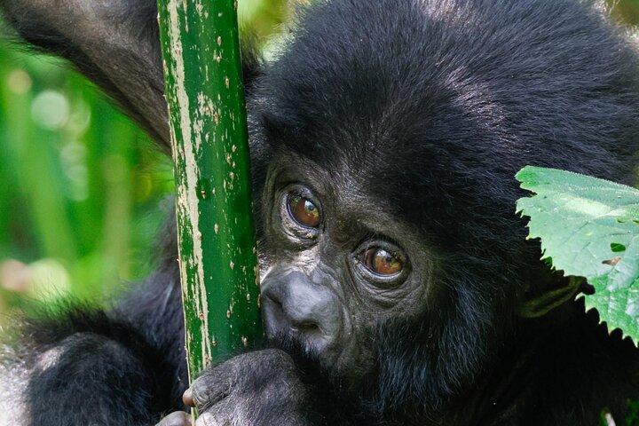 4-Day Uganda Gorilla Trekking and Wildlife Safari
