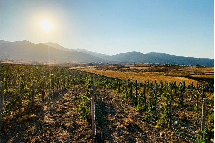 Paros Wine Tasting at a Local Winery