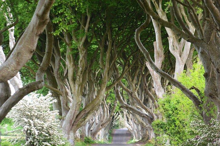 Afternoon Giant's Causeway Half Day Tour from Belfast