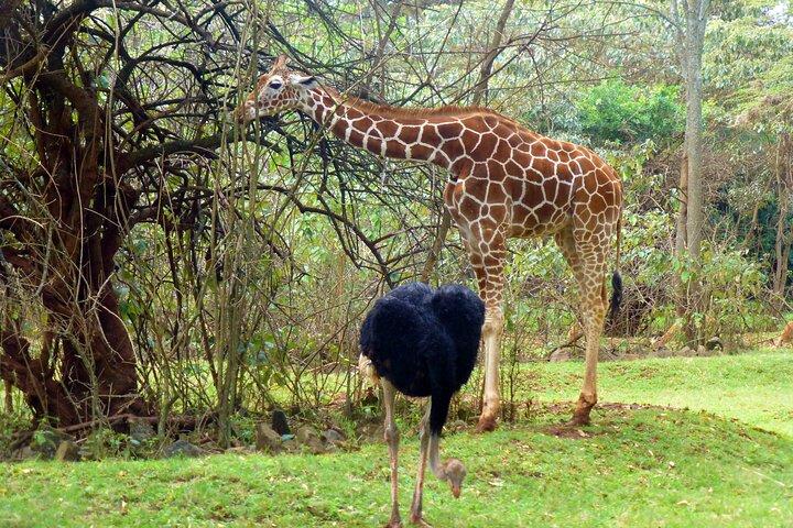 Nairobi Day Tour Animal Orphanage Safari Walk And Bomas of Kenya