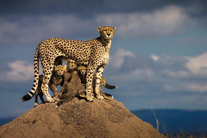 9 Days Tour On Kenya Wildlife Safari Via 4x4 Landcruiser.