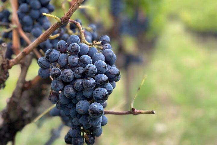 Exclusive Montalcino Wine Experience