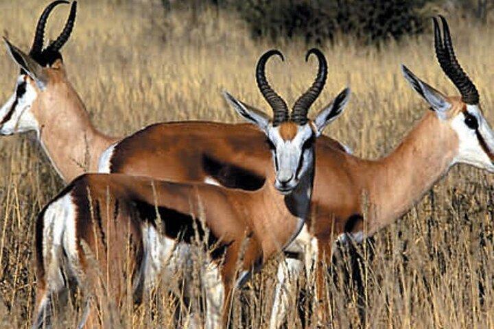 Cape Town Best Inverdoorn Safari Overnight with Meals & transport