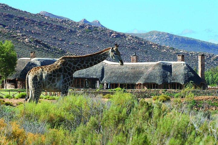 Cape Town Best Inverdoorn Safari Overnight with Meals & transport