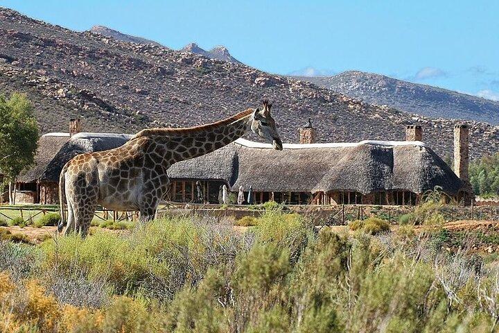 Cape Town Best Inverdoorn Safari Overnight with Meals & transport