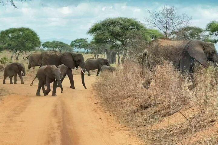 Experience the Best of Tanzania’s Wildlife and Landscapes