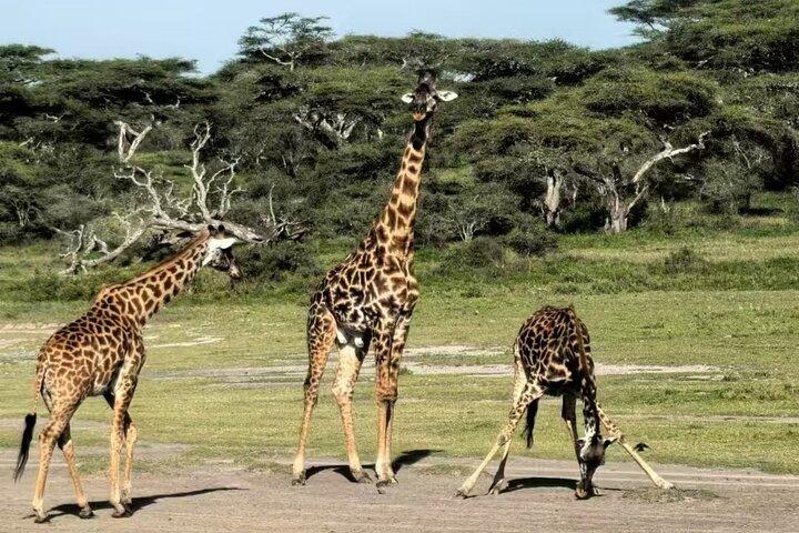 Experience the Best of Tanzania’s Wildlife and Landscapes