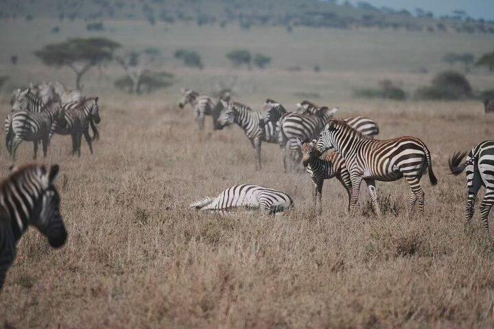 Experience the Best of Tanzania’s Wildlife and Landscapes