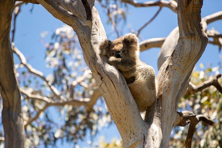 Koala Walking Tour in Kangaroo Island