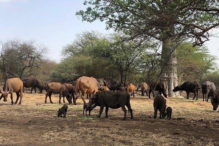 Visit Bandia Reserve and Lunch
