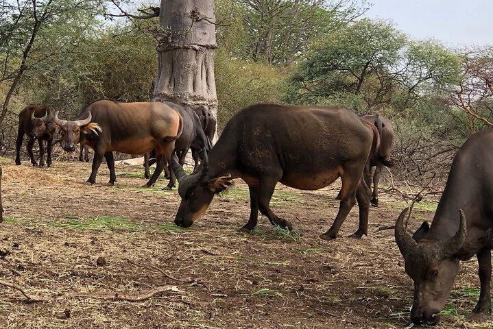 Visit Bandia Reserve and Lunch