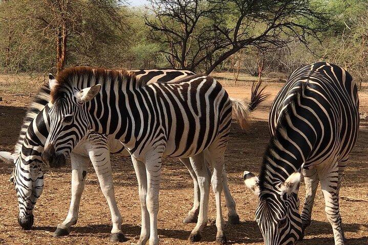 Visit Bandia Reserve and Lunch