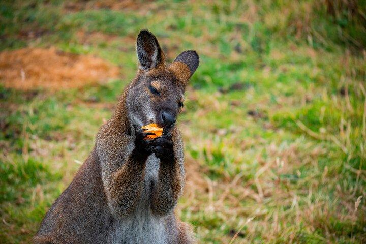 PRIVATE Blue Mountains Scenic World Australian Wildlife & Cruise