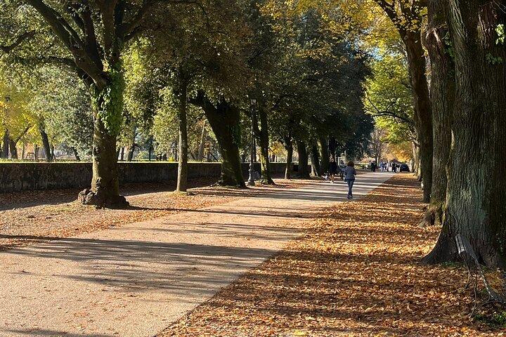 Lucca tour and Pisa Tower + WineTasting by van from Livorno Port