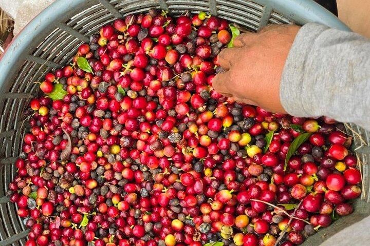 Private Rainforest Tour: Sloths, Hanging Bridges & Coffee