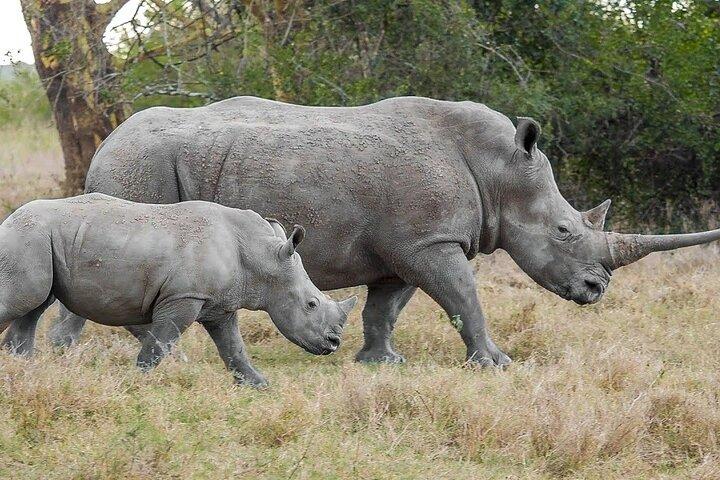 Solio Ranch Rhino Watch Safari Day Trip From Nairobi