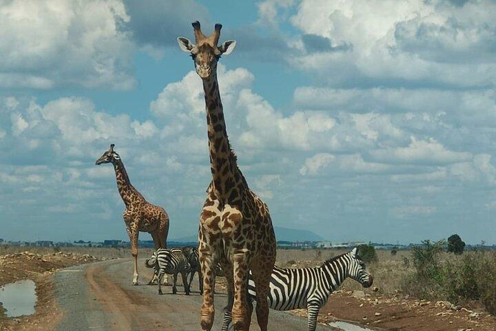 Nairobi National Park Group Joining Daily Tour