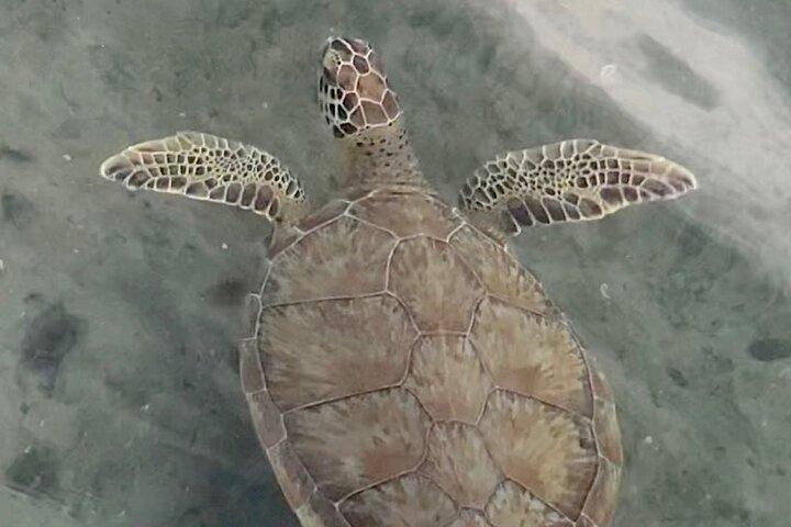 Let’s Paddle Jupiter - guided tours
