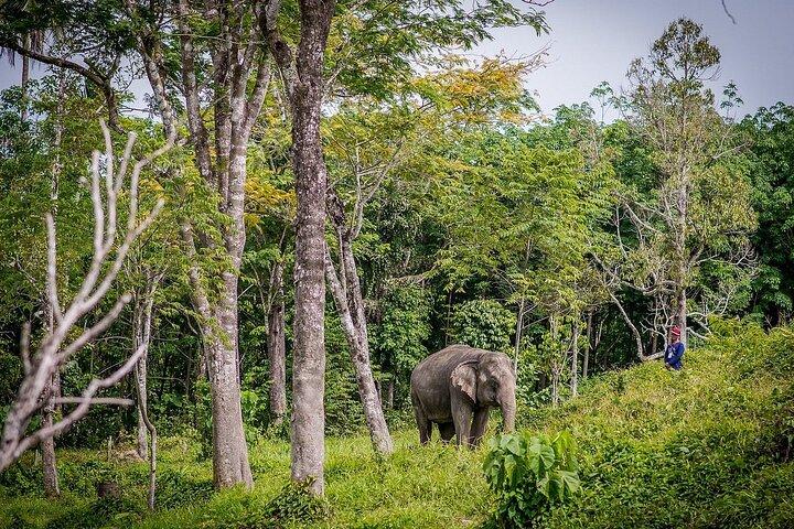 Small Group immersive Elephant Sanctuary & Karen Tribe life
