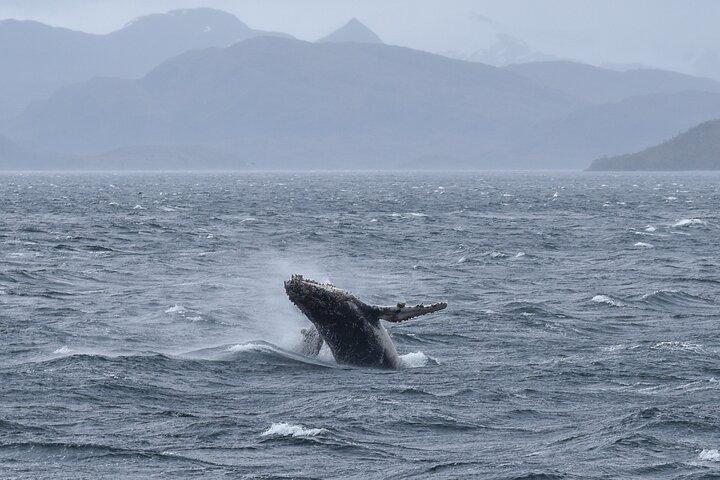 Whale and Glacier Watching from Punta Arenas Francisco Coloane Park