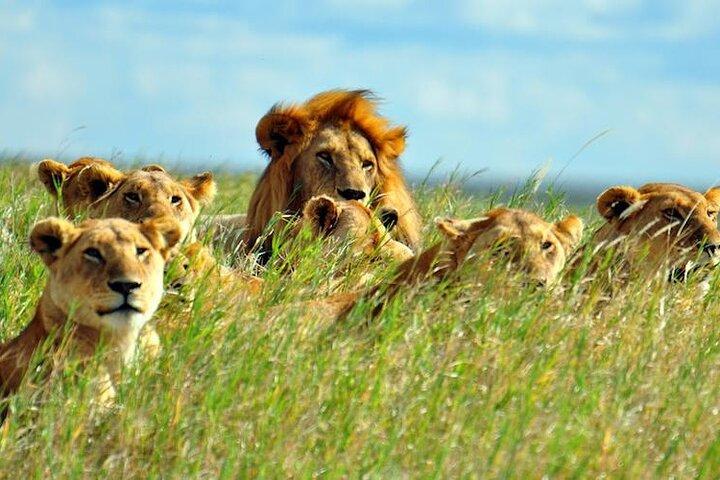 9 Day Kenya Cat Scratch Circuit